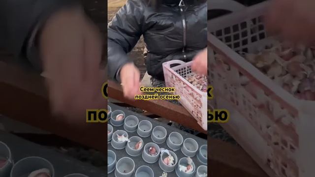 Самодельное устройство для посадки чеснока смотреть онлайн