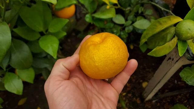 Мандарин Хашимото смотреть онлайн