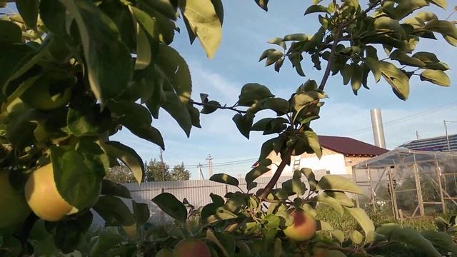 Ранние яблоки 5 июля 2022 дача смотреть онлайн