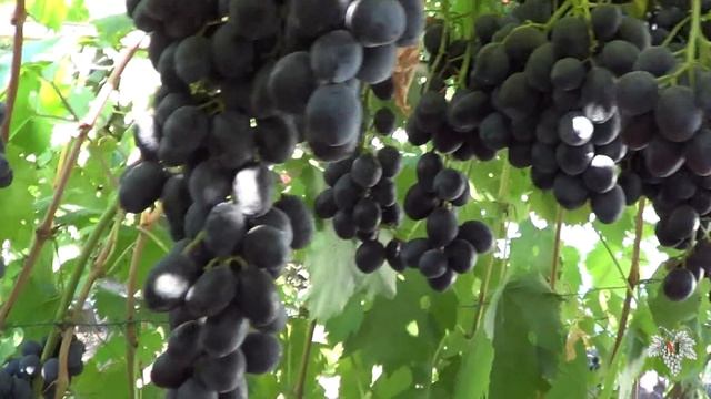 Виноград Руслан. Гибридная форма Загорулько В.В. смотреть онлайн