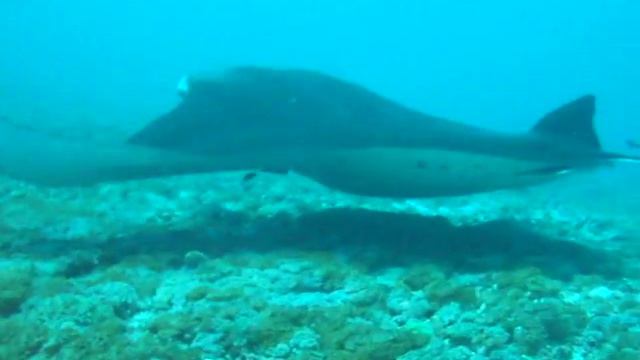 Manta Rays in Komodo смотреть онлайн
