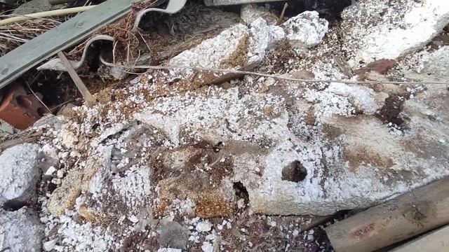 Заводятся ли и живут ли мыши в пенопласте? Видео утеплителя после года проживания в нём смотреть онлайн