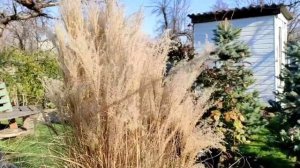 Мискантус сахароцветный