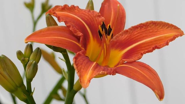 Cute Flowers 7 • Tiger Lily Flower @CuteFlowers7 смотреть онлайн