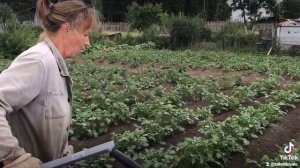 Ручной окучник «Дедушкин плужок» отзывы
