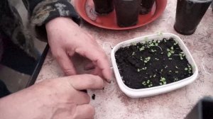 Мята из семян.Как посеять,вырастить и пикировать мяту.