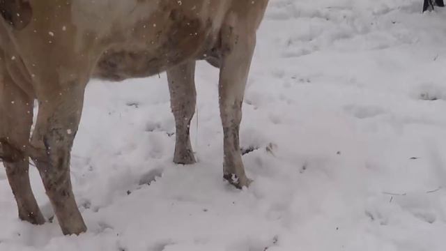 как протекает жизнь на ферме. Сельские будни - Лпх Дом Велеса - жизнь за городом смотреть онлайн