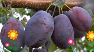 Слива Волат (Volat). Краткий обзор: Слива Волат описание характеристик, где купить саженцы