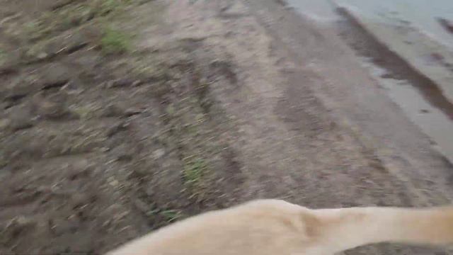 МНЕ ХОЛОДНО, А БРУНО ОТПРАВИЛСЯ В ПЛАВ🐕🐾🤯🌊26.12.23 смотреть онлайн