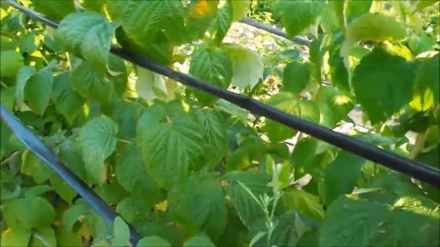 Подробно о клубнике Мурано смотреть онлайн