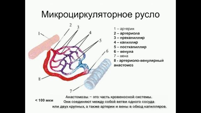Сердечно-сосудистая система. Кровеносные сосуды - определение, виды, строение, функции. смотреть онлайн