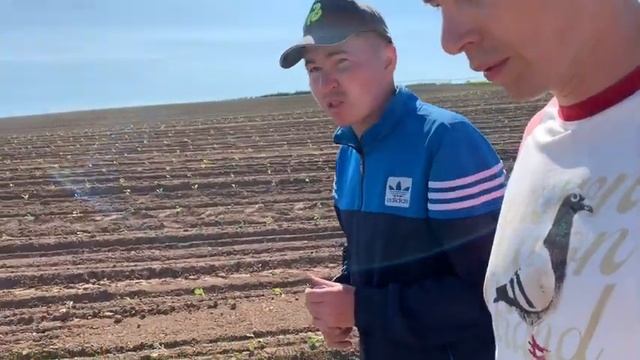 Сажаем капусту у Бабушкина Андрея смотреть онлайн