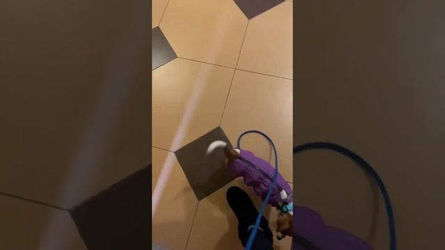 Выходим на улицу и соблюдаем дисциплину. (Третий день начали спускаться сами по ступенькам) смотреть онлайн