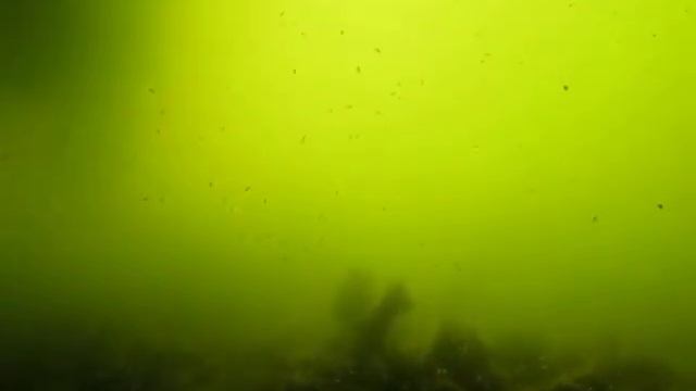 Daphnia Pulex, Cyclops, Snails, Scuds, Tubifex, and Clamshrimp Live Fish Food Factory! смотреть онлайн