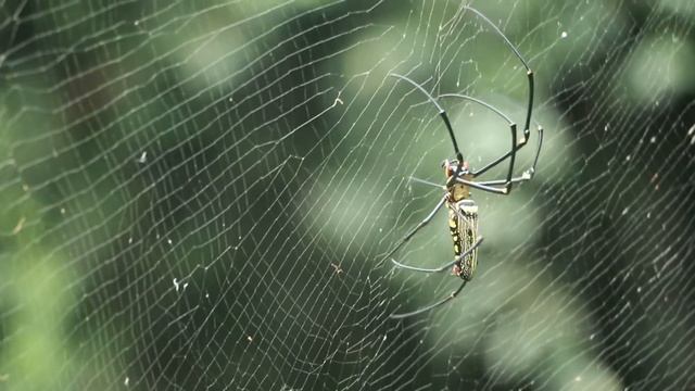 Spider family Nephila pilipes. Sunwhell.ru смотреть онлайн