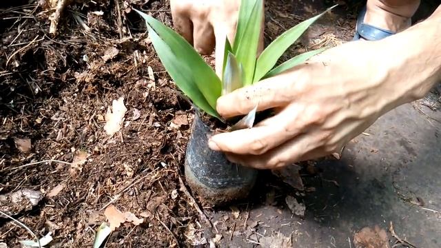 Высаживаем ратуны ананаса. смотреть онлайн