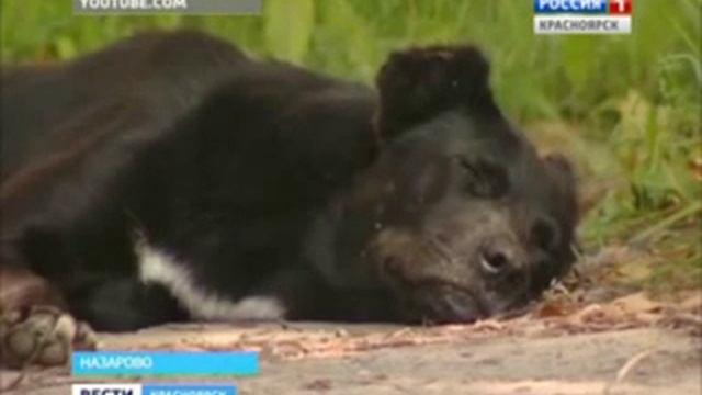 В Назарове на школьника напала стая бродячих собак смотреть онлайн