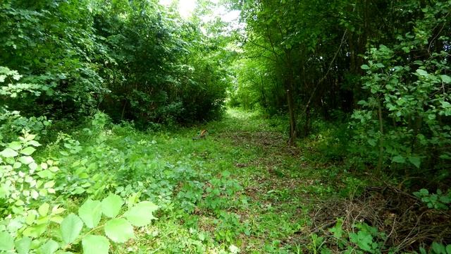 Складная пила для походов и садоводов смотреть онлайн