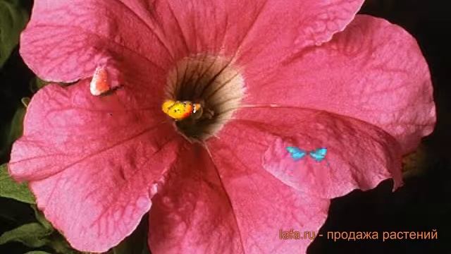 Петуния грандифлора Суперкаскад Пинк ? обзор: как сажать, семена петунии Суперкаскад Пинк смотреть онлайн