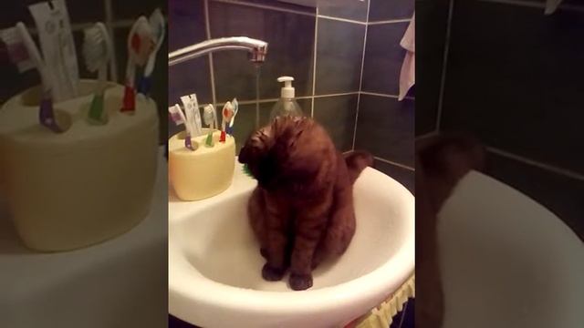 Кот не боится воды смотреть онлайн