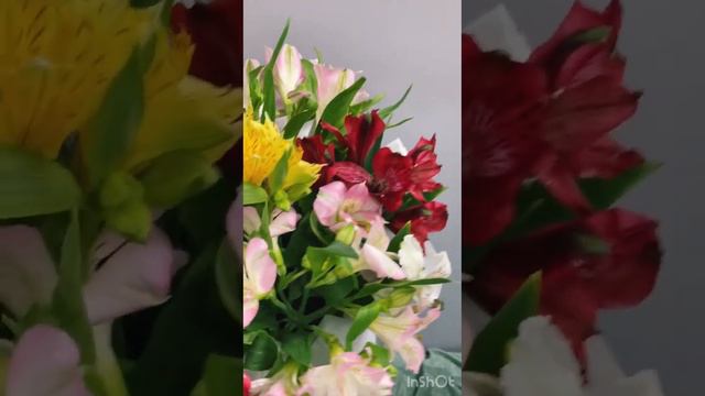 Букет из 9 альстромерий в шляпной коробке смотреть онлайн