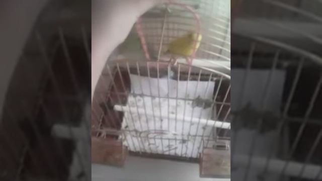 Обзор на моих попугаев!💞