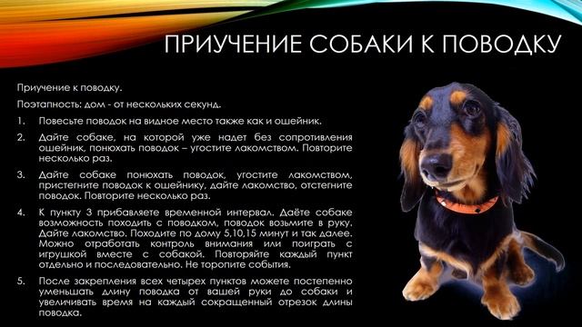 ОБЩЕЕ ПОСЛУШАНИЕ | ОКД IPO | Часть 1 #кинология #дрессировка смотреть онлайн