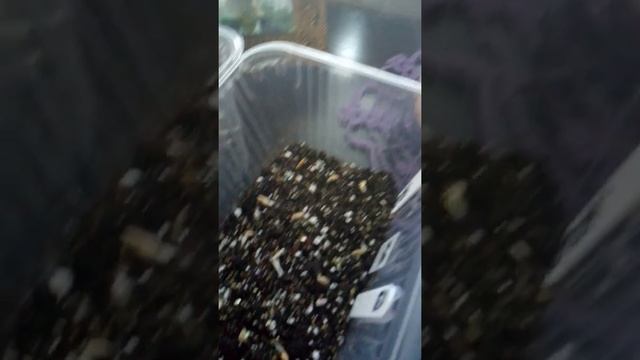 3. АДЕНИУМЫ!!!100% всхожесть,продолжение,наблюдение.Мы начинаем свой жизненный цикл. смотреть онлайн