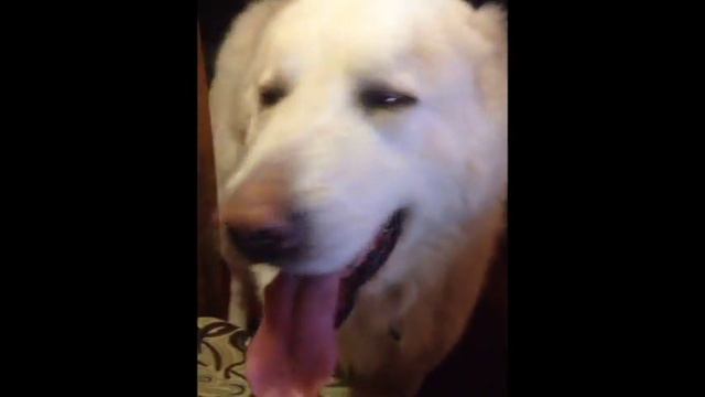 Алабай разговаривает смотреть онлайн