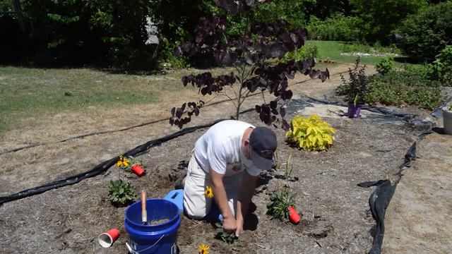 Planting Black-Eyed Susan plants and a Midnight Magic Crape Myrtle! Episode 113 смотреть онлайн