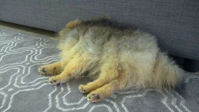 ?ЩЕНОК СПИТ МНОГО (ПОЧЕМУ?) - ОТВЕТЫ смотри на канале Шпиц Рони Пом, Говорящая собака, ДОГВЛОГ смотреть онлайн