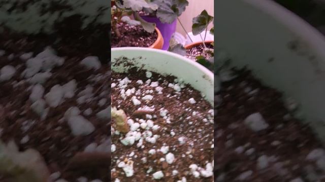 Увлажнитель для пеларгоний и другие новости смотреть онлайн