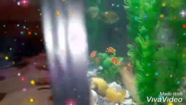 Супер аквариум 2019 смотреть онлайн