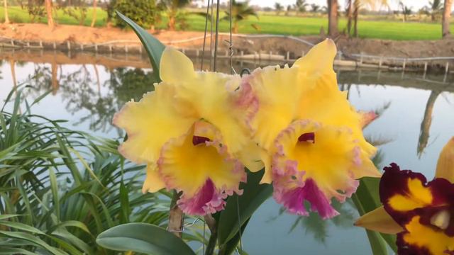 Cattleya new hybrid selected from our farm 🙏👍👍👍 смотреть онлайн