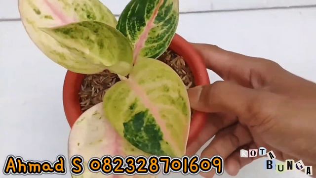 bunga aglonema murah || aglonema Suksom Golden siam Red borju Andini Pink gading Panama Snow white смотреть онлайн