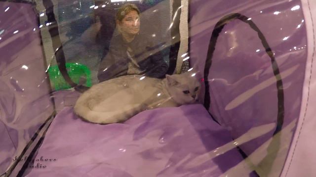 Международная выставка кошек смотреть онлайн
