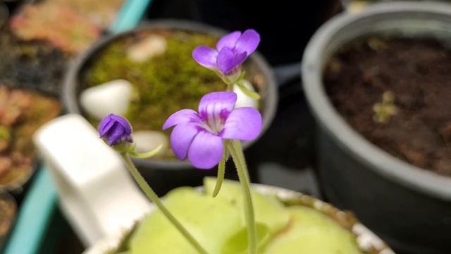 Pinguicula Tina( Mexican Butterwort) - Carnivorous Plant In Bloom
