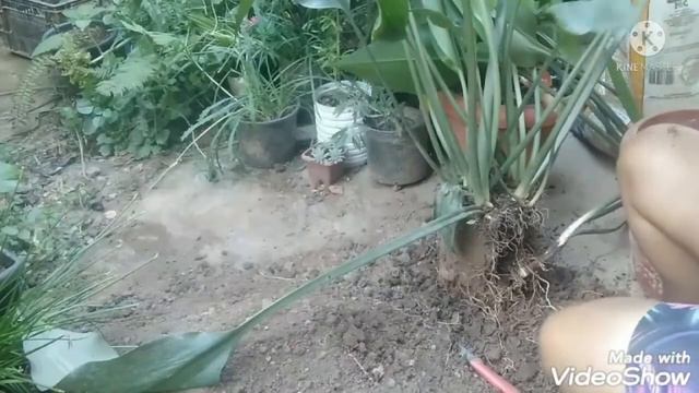 Como Fazer Mudas Do Lirio Da Amazônia, Bora Comigo👀