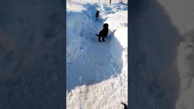И так прогулка, а вместе с ней и " кулачные" бои продолжаются! смотреть онлайн