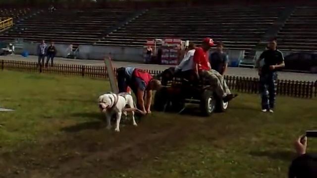 Вейтпуллинг Пермь 11.08.2012. вес 800 кг смотреть онлайн