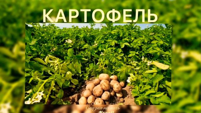 Сказка на ночь от Ksanli (74)... КАРТОФЕЛЬ 🥔 смотреть онлайн