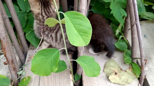 Коты-воители | БУКТРЕЙЛЕР смотреть онлайн