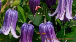 Клематис ботанический Роогучи (rooguchi) ? Роогучи обзор: как сажать, саженцы клематиса Роогучи