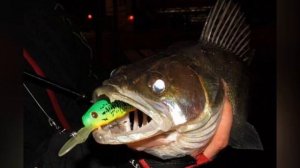 чем полезно мясо судака ?