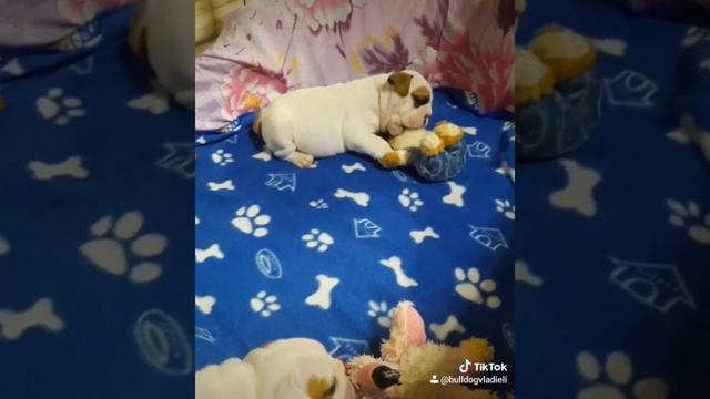 Английский бульдог! смотреть онлайн