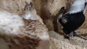 Куры породы Фавероль. Почему завела и почему все еще не рассталась с этой породой.