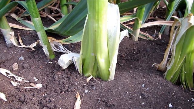 Elephant garlic смотреть онлайн