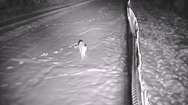 Рысь на белорусской границе смотреть онлайн