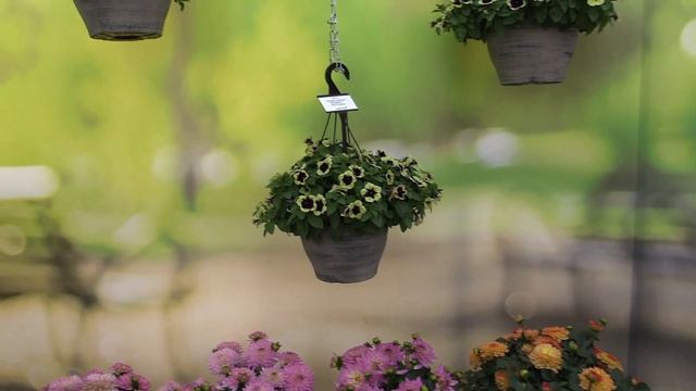 2019 Spring Trials: Selecta One смотреть онлайн