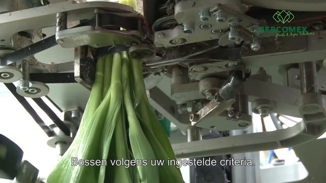 Линия обрезки, обвязки и упаковки тюльпанов и пионов Bercomex Furora Compact смотреть онлайн